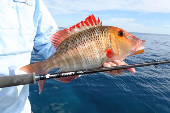 Win big with Samurai!